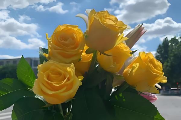 黄色玫瑰有哪些品种，有金香玉、金枝玉叶等