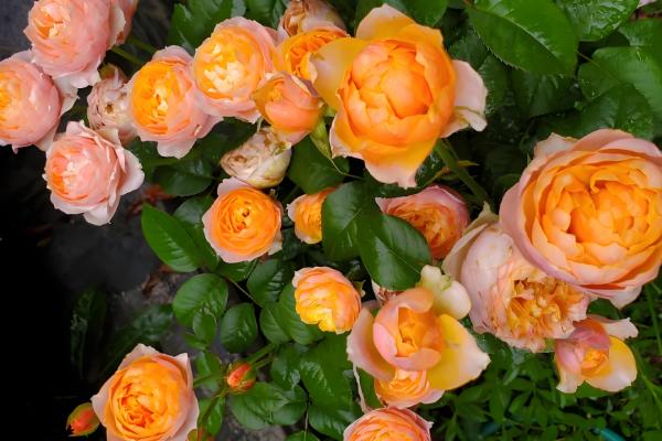 黄色玫瑰有哪些品种，有金香玉、金枝玉叶等