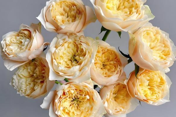 黄色玫瑰有哪些品种，有金香玉、金枝玉叶等