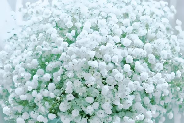 黄色玫瑰有哪些品种，有金香玉、金枝玉叶等