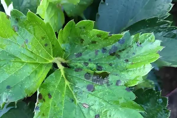 草莓炭疽病的症状，果实受害产生近圆形病斑