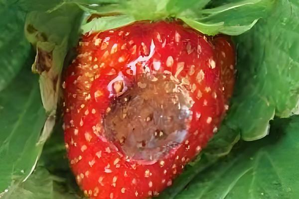 草莓炭疽病的症状，果实受害产生近圆形病斑