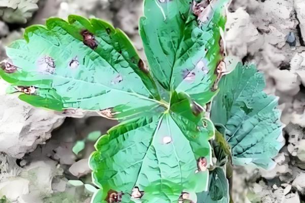 草莓炭疽病的症状，果实受害产生近圆形病斑