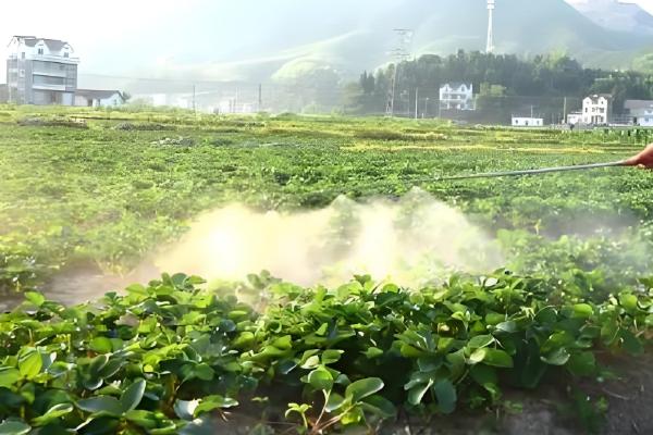 草莓炭疽病的症状，果实受害产生近圆形病斑