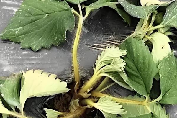 草莓炭疽病的症状，果实受害产生近圆形病斑