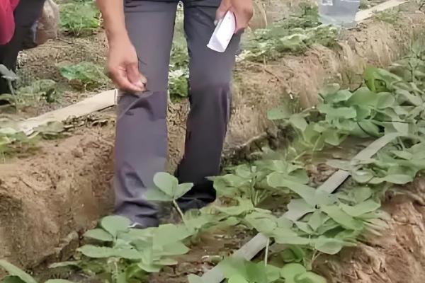 草莓炭疽病的症状，果实受害产生近圆形病斑