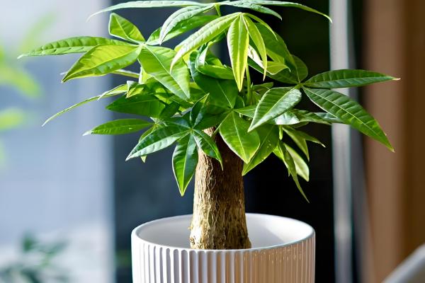 发财树长时间不晒光如何养护，定期放在阳光充足处养一段时间