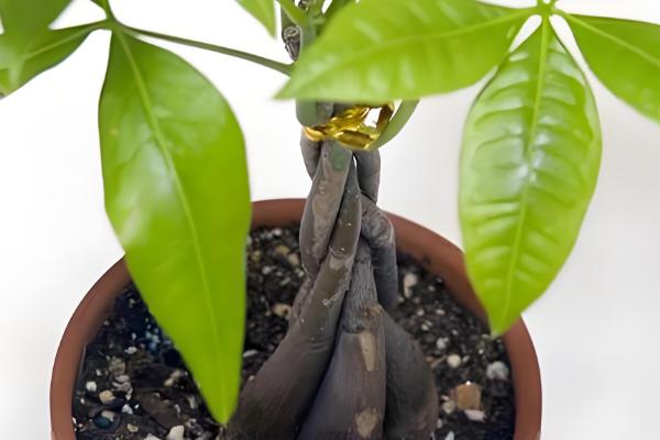 发财树长时间不晒光如何养护，定期放在阳光充足处养一段时间