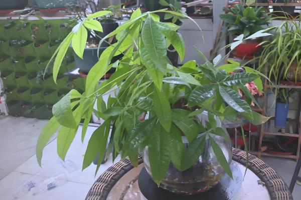 发财树长时间不晒光如何养护，定期放在阳光充足处养一段时间