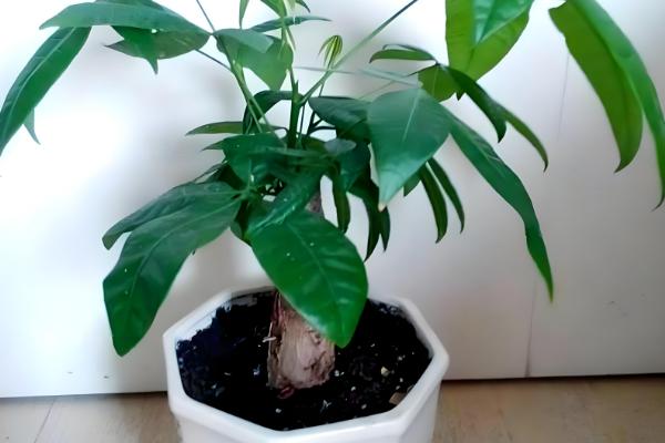 发财树长时间不晒光如何养护，定期放在阳光充足处养一段时间