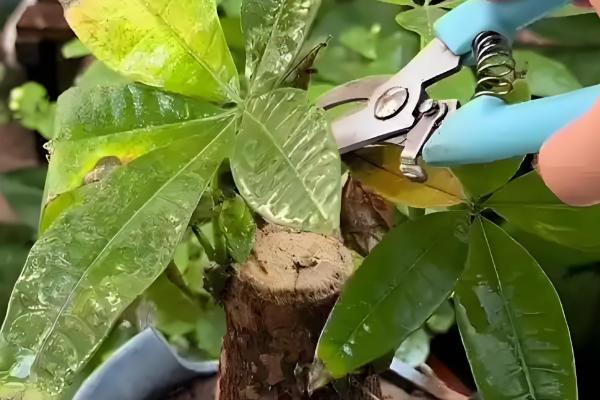 发财树长时间不晒光如何养护，定期放在阳光充足处养一段时间