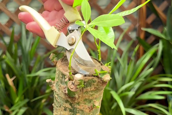 发财树长时间不晒光如何养护，定期放在阳光充足处养一段时间