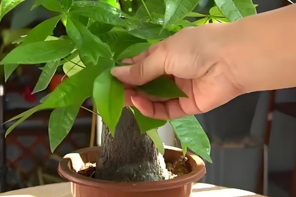 发财树长时间不晒光如何养护，定期放在阳光充足处养一段时间