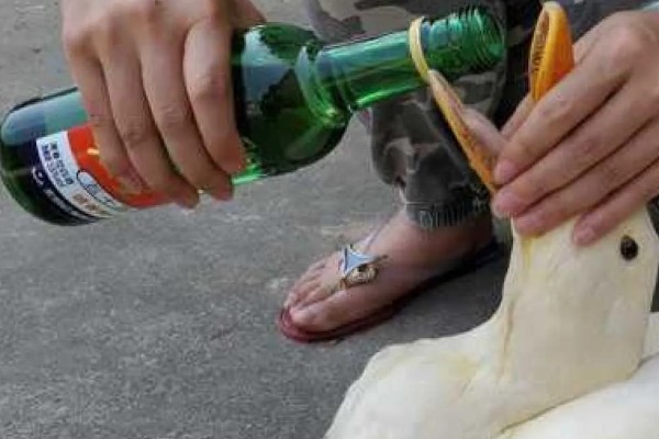 宰鹅快速脱毛的方法，可以先让鹅喝点高度酒