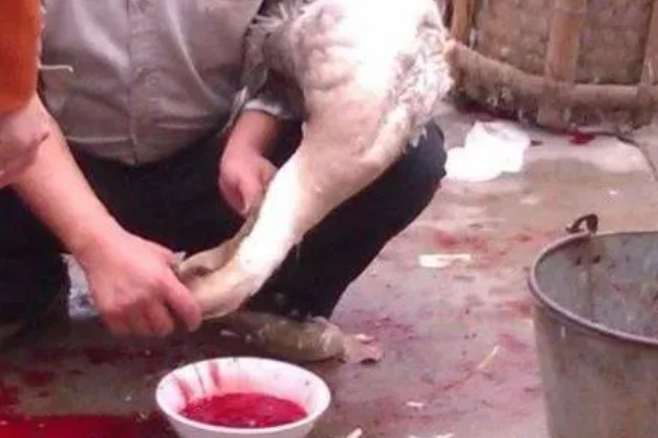 宰鹅快速脱毛的方法，可以先让鹅喝点高度酒