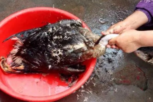 宰鹅快速脱毛的方法，可以先让鹅喝点高度酒