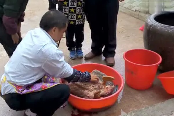 宰鹅快速脱毛的方法，可以先让鹅喝点高度酒