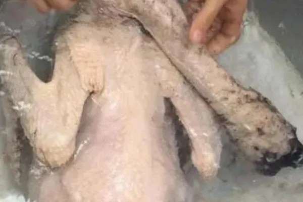 宰鹅快速脱毛的方法，可以先让鹅喝点高度酒