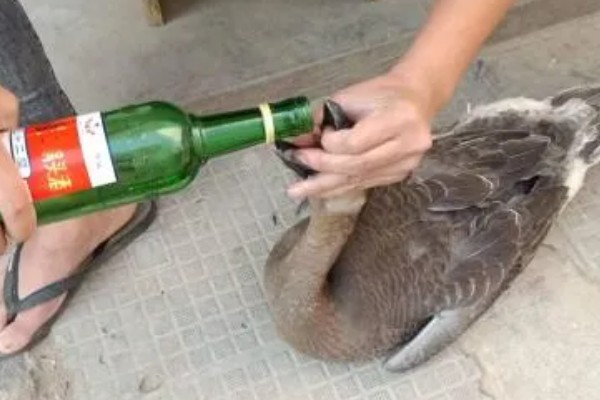 宰鹅快速脱毛的方法，可以先让鹅喝点高度酒
