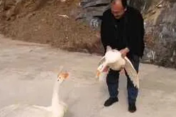 宰鹅快速脱毛的方法，可以先让鹅喝点高度酒