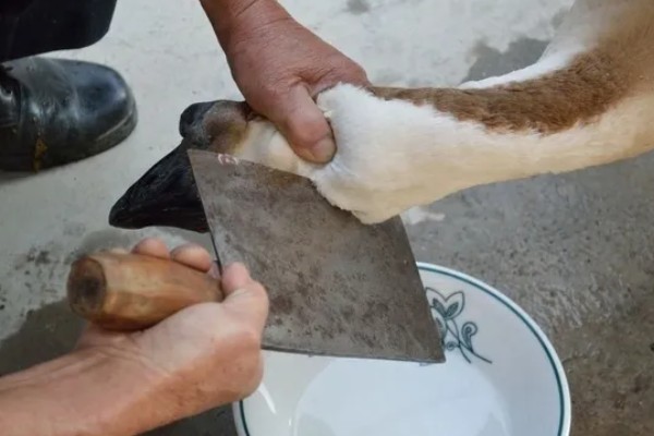 宰鹅快速脱毛的方法，可以先让鹅喝点高度酒