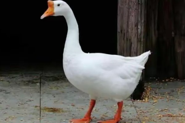 宰鹅快速脱毛的方法，可以先让鹅喝点高度酒