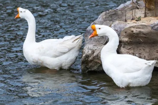 宰鹅快速脱毛的方法，可以先让鹅喝点高度酒