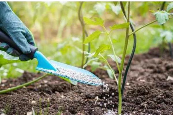 藤本月季的施肥方式，花期要适当的追施一些肥料