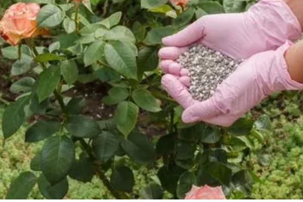 藤本月季的施肥方式，花期要适当的追施一些肥料