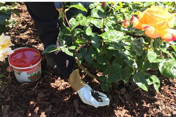 藤本月季的施肥方式，花期要适当的追施一些肥料