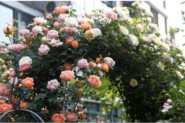 藤本月季的施肥方式，花期要适当的追施一些肥料