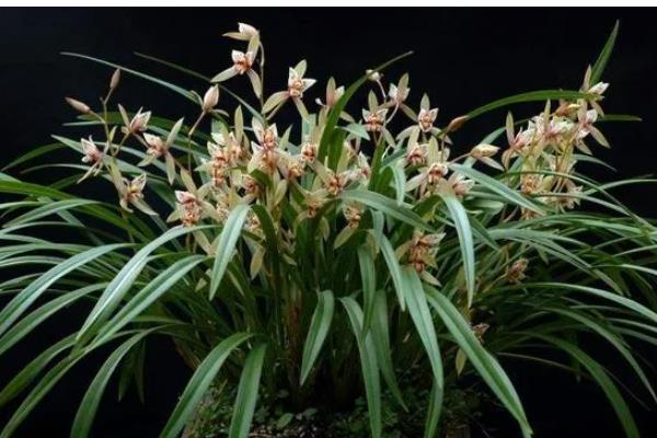 盆栽建兰如何养殖，盛夏季节做好遮阴措施