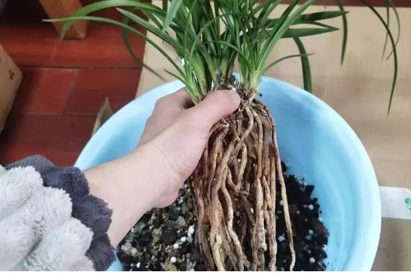 盆栽建兰如何养殖，盛夏季节做好遮阴措施