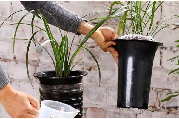 盆栽建兰如何养殖，盛夏季节做好遮阴措施