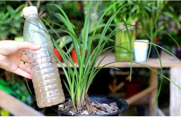 盆栽建兰如何养殖，盛夏季节做好遮阴措施