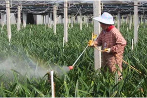 盆栽建兰如何养殖，盛夏季节做好遮阴措施