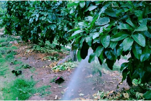 柚子树如何防冻，将其放在室内养护