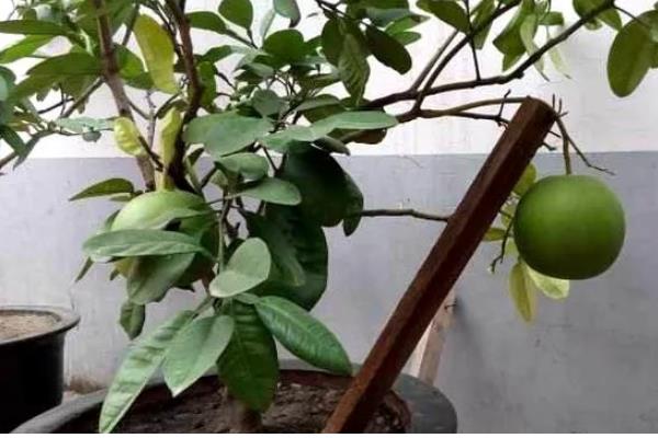 柚子树如何防冻，将其放在室内养护