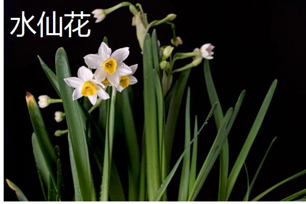 哪些室内花卉好养活，水仙花、茉莉花等品种适合选择