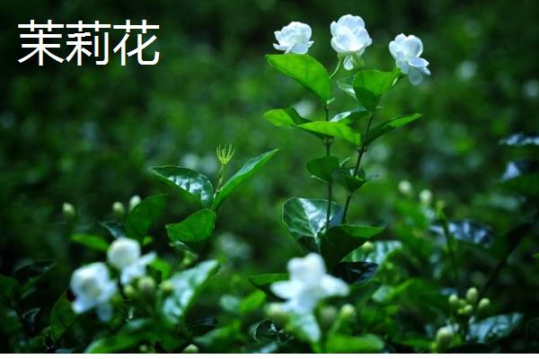 哪些室内花卉好养活，水仙花、茉莉花等品种适合选择