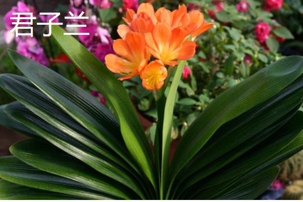 哪些室内花卉好养活，水仙花、茉莉花等品种适合选择