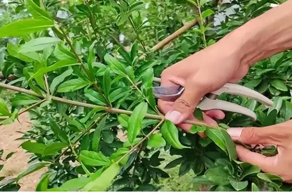 柚子树如何防冻，将其放在室内养护