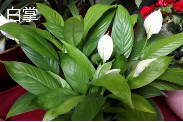 哪些室内花卉好养活，水仙花、茉莉花等品种适合选择