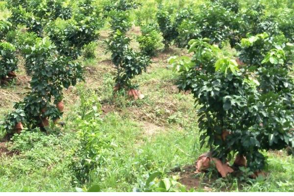 柚子树如何防冻，将其放在室内养护