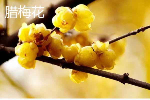 哪些室内花卉好养活，水仙花、茉莉花等品种适合选择