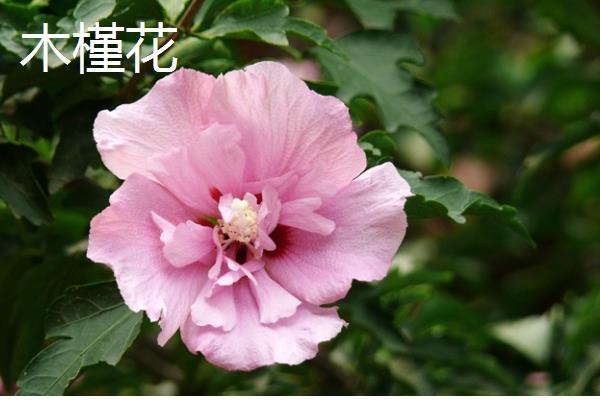 哪些室内花卉好养活，水仙花、茉莉花等品种适合选择