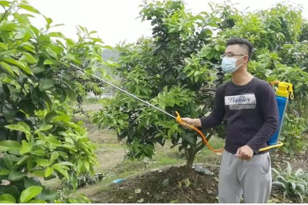 柚子树如何防冻，将其放在室内养护