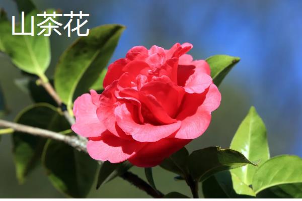 哪些室内花卉好养活，水仙花、茉莉花等品种适合选择