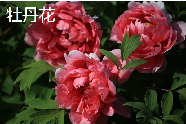 哪些室内花卉好养活，水仙花、茉莉花等品种适合选择