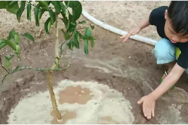 柚子树如何防冻，将其放在室内养护